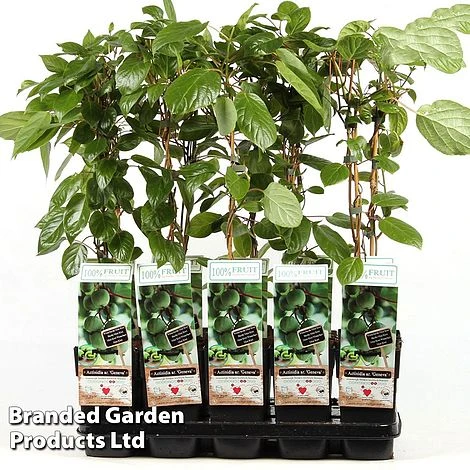 Kiwi 'Geneva' 1 Kiwi 'Geneva'