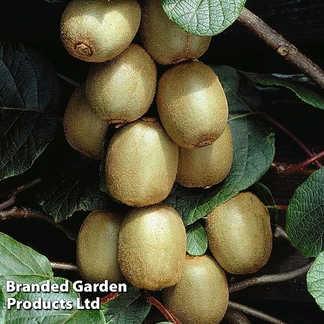 Kiwi 'Hayward' 1 Kiwi 'Hayward'