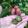 Kiwi 'Pink Jumbo'