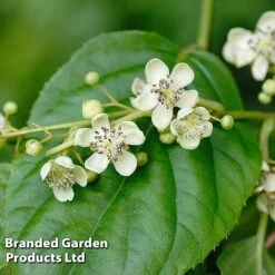 Kiwi Jumbo Duo -Green Haven Shop KIWI PRINCEJUM S49324202