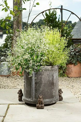 Antique Bronze Coloured Koala Potty Feet - Plant Pot Feet 3 Antique Bronze Coloured Koala Potty Feet - Plant Pot Feet - Image 3