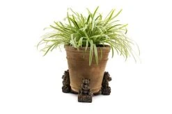 Antique Bronze Coloured Koala Potty Feet - Plant Pot Feet 13 Antique Bronze Coloured Koala Potty Feet - Plant Pot Feet -Green Haven Shop KOALA20 20POT20 20PF0090