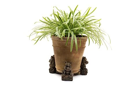 Antique Bronze Coloured Koala Potty Feet - Plant Pot Feet 7 Antique Bronze Coloured Koala Potty Feet - Plant Pot Feet - Image 7