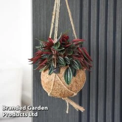 Kokodama Green Hanging Mix -Green Haven Shop KOKO GREENMIX T42884