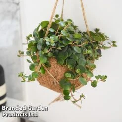 Kokodama Green Hanging Mix -Green Haven Shop KOKO GREENMIX T42886