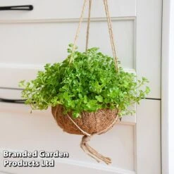 Kokodama Green Hanging Mix -Green Haven Shop KOKO GREENMIX T42892