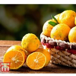 Rangpur Lime -Green Haven Shop LIME WKB8926 C