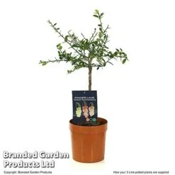 Lime 'Caviar Lime' -Green Haven Shop LIME CAVIARL3L T48377