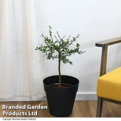 Lime 'Caviar Lime' -Green Haven Shop LIME CAVIARLIM T48378