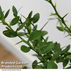 Lime 'Caviar Lime' -Green Haven Shop LIME CAVIARLIM T48379