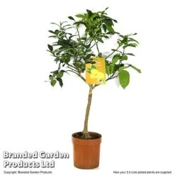 Limequat Citrus Plant 7 Limequat Citrus Plant -Green Haven Shop LIME LIMEQUAT T483831
