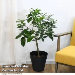 Limequat Citrus Plant 8 Limequat Citrus Plant -Green Haven Shop LIME LIMEQUAT T483841