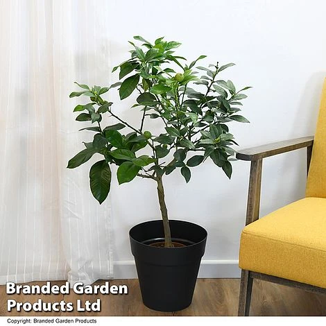 Limequat Citrus Plant 4 Limequat Citrus Plant - Image 4