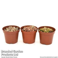 Lithops Species Mix -Green Haven Shop LITH MIX8CM T49850