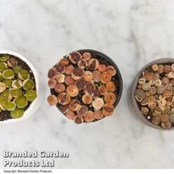 Lithops Species Mix -Green Haven Shop LITH MIX T49853