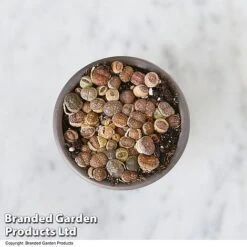 Lithops Species Mix -Green Haven Shop LITH MIX T49855