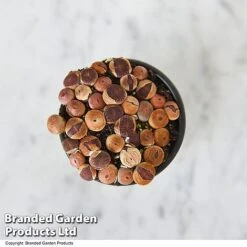 Lithops Species Mix -Green Haven Shop LITH MIX T49856