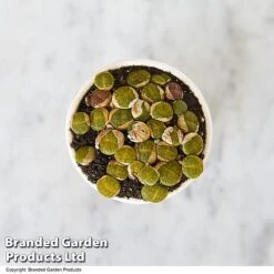 Lithops Species Mix -Green Haven Shop LITH MIX T49857