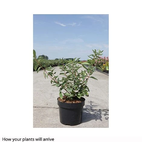 Lonicera Kamtschatica 'Balalaika' 2 Lonicera Kamtschatica 'Balalaika' - Image 2