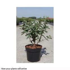 Green Haven Shop -Green Haven Shop LONI T66331 B h