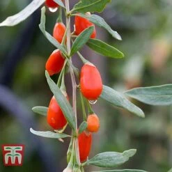 Goji Berry 'Sweet Lifeberry' -Green Haven Shop LYCI T66348 b