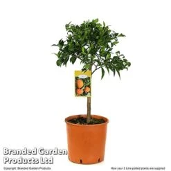 Mandarin Citrus Plant -Green Haven Shop MAND ORANGE5L T48380