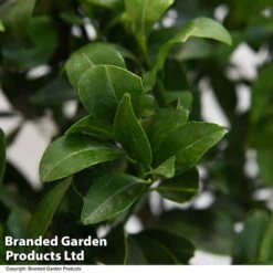 Mandarin Citrus Plant -Green Haven Shop MAND ORANGE T48382