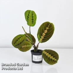 Maranta Leuconeura 'Fascinator' -Green Haven Shop MARA FASCIN8CM T438201