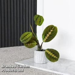 Maranta Leuconeura 'Fascinator' -Green Haven Shop MARA FASCINATO T438211