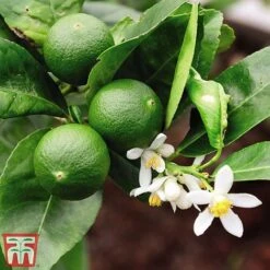 The Marmalade Collection - Gift -Green Haven Shop MARM KC5987 B