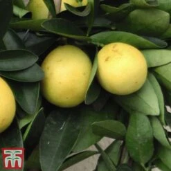 The Marmalade Collection - Gift -Green Haven Shop MARM KC5987 C