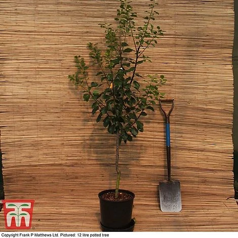 Gage 'Old Greengage' 2 Gage 'Old Greengage' - Image 2