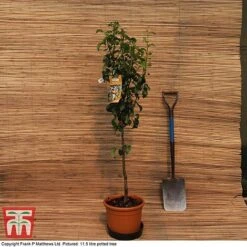 Pear 'Doyenné Du Comice' -Green Haven Shop MATT PEAR PATIO 11 5L DEL G2