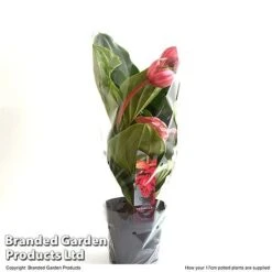 Medinilla Magnifica 'Flamenco' -Green Haven Shop MEDI FLAME17CM T49630