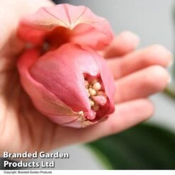 Medinilla Magnifica 'Flamenco' -Green Haven Shop MEDI FLAMENCO T49635