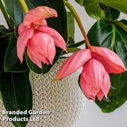 Medinilla Magnifica 'Flamenco' -Green Haven Shop MEDI FLAMENCO W48807