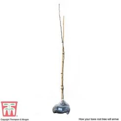 Medlar 'Nottingham' -Green Haven Shop MEDL CWW3404 C