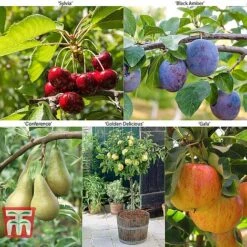 Fruit Tree Collection (Mini Fruit Tree) -Green Haven Shop MINI T56849 A