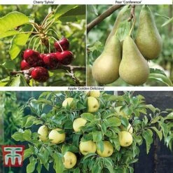 Fruit Tree Collection (Mini Fruit Tree)