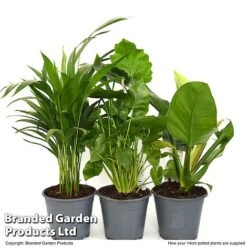 Calm Space Green Houseplant Mix In Decorative Wicker Basket -Green Haven Shop MIXD CALMS14CM T49694