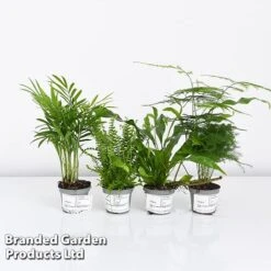 Green Houseplant Starter Mix -Green Haven Shop MIXD GREENSTAR KF0875 A