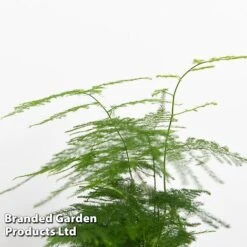 Green Houseplant Starter Mix -Green Haven Shop MIXD GREENSTAR KF0875 D