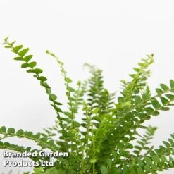 Green Houseplant Starter Mix -Green Haven Shop MIXD GREENSTAR KF0875 E