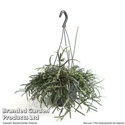 House Plants Hanging Mixed -Green Haven Shop MIXD HOUSE17CM T48974