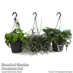 House Plants Hanging Mixed -Green Haven Shop MIXD HOUSE17CM T48975