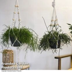 House Plants Hanging Mixed -Green Haven Shop MIXD HOUSEPLAN T49027