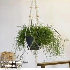 House Plants Hanging Mixed -Green Haven Shop MIXD HOUSEPLAN T49031