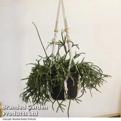 House Plants Hanging Mixed -Green Haven Shop MIXD HOUSEPLAN T49033