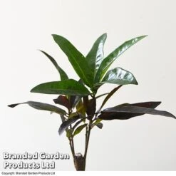 Houseplant Tropical Mix -Green Haven Shop MIXD TROPICALH T42646 A