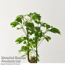 Houseplant Tropical Mix -Green Haven Shop MIXD TROPICALH T42648 A